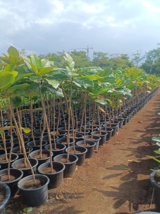 Almond Tree | Outdoor Plants in Dubai